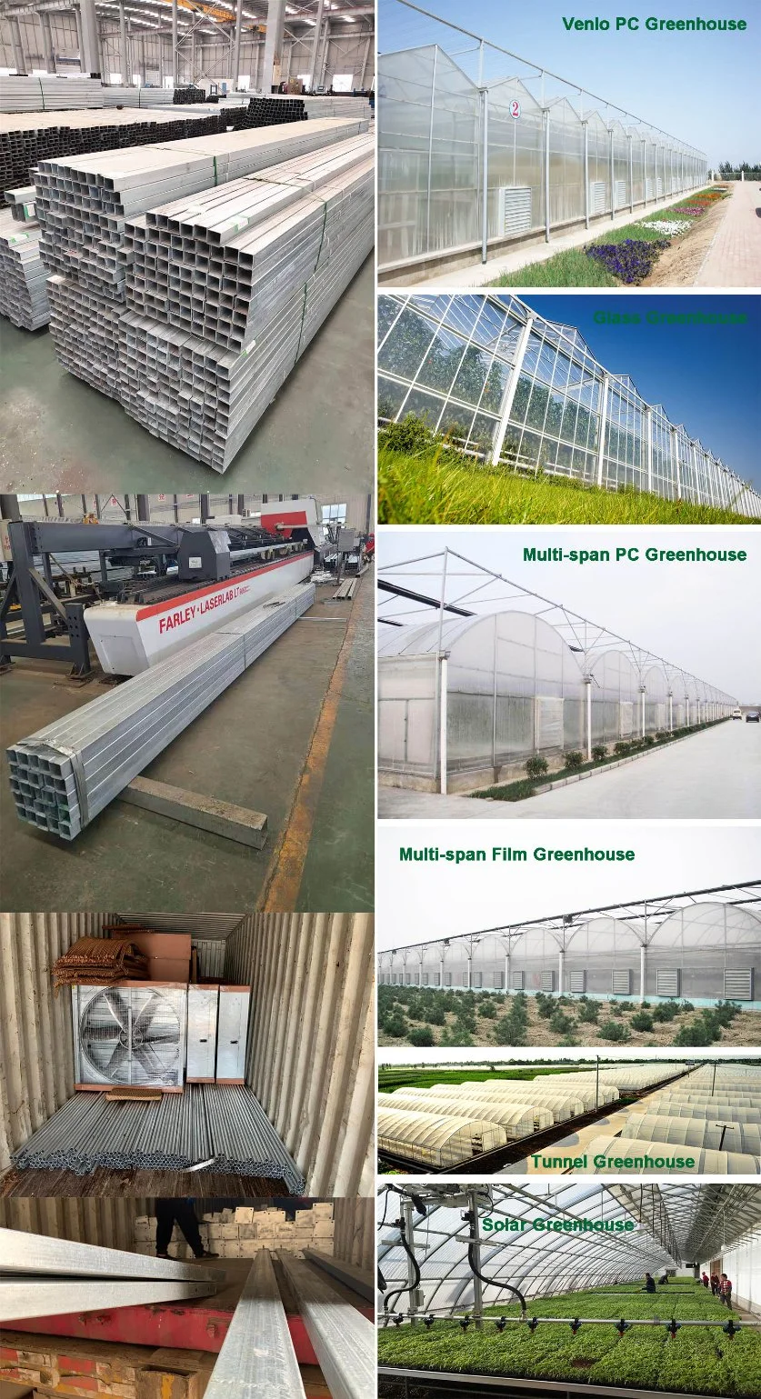 Hot Sale Multi Span Plastic Film Greenhouse for Planting