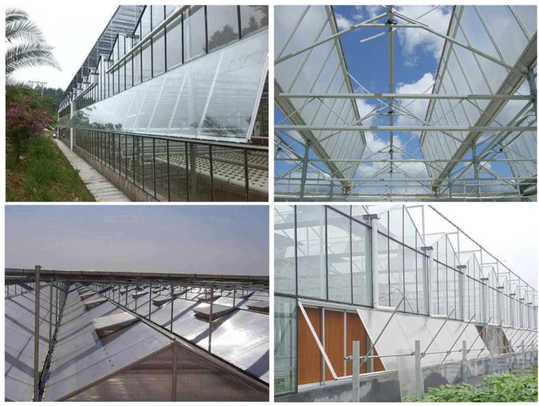 Agricultural Venlo Type Glass Green House with Hydroponic System for Vegetables