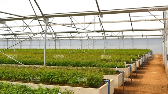 Trinog China ha prodotto una serra agricola con film plastico idroponico multispan per aziende agricole commerciali